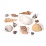 Small Natural Seashells